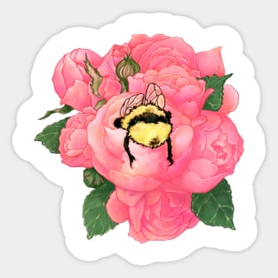 Honeybee in Rose Sticker